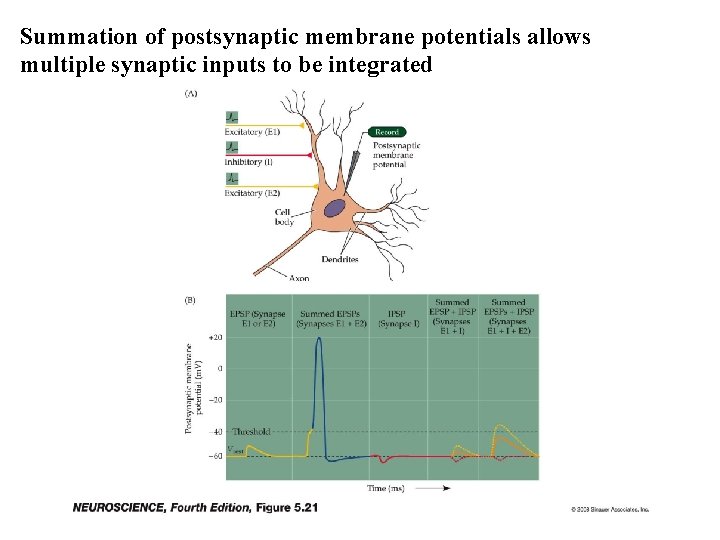 Summation of postsynaptic membrane potentials allows multiple synaptic inputs to be integrated 