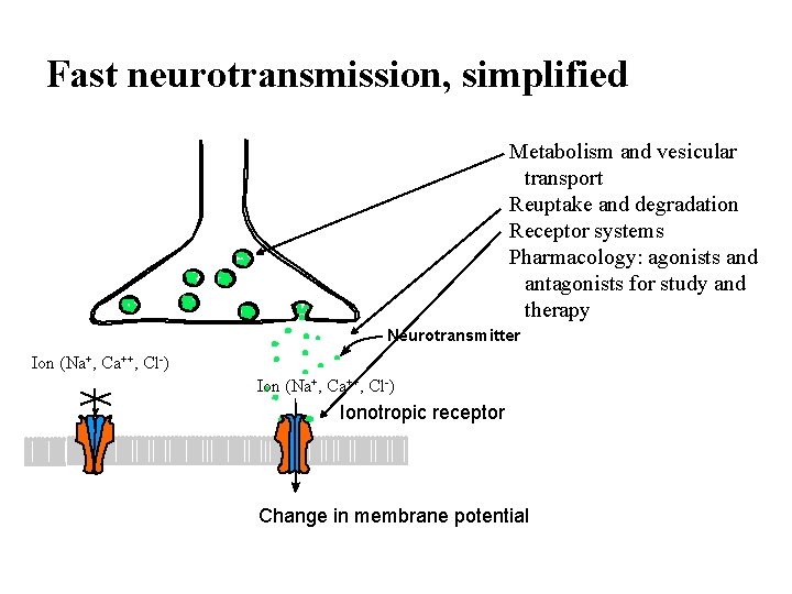 Fast neurotransmission, simplified Metabolism and vesicular transport Reuptake and degradation Receptor systems Pharmacology: agonists