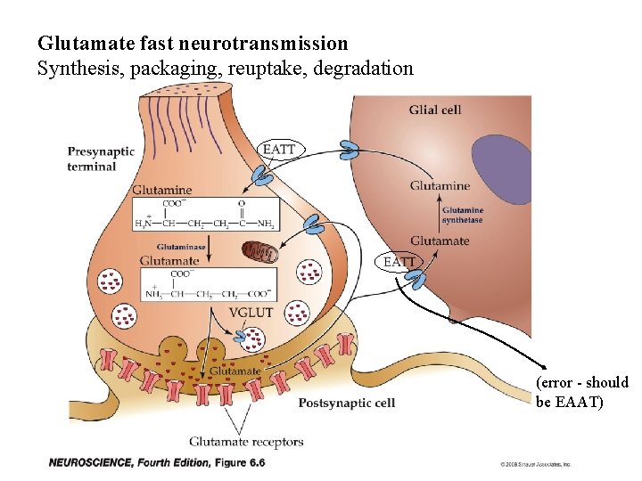 Glutamate fast neurotransmission Synthesis, packaging, reuptake, degradation (error - should be EAAT) 