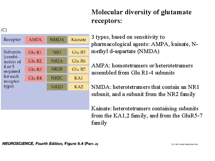 Molecular diversity of glutamate receptors: 3 types, based on sensitivity to pharmacological agents: AMPA,