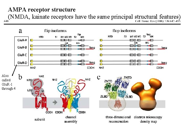 AMPA receptor structure (NMDA, kainate receptors have the same principal structural features) Also called