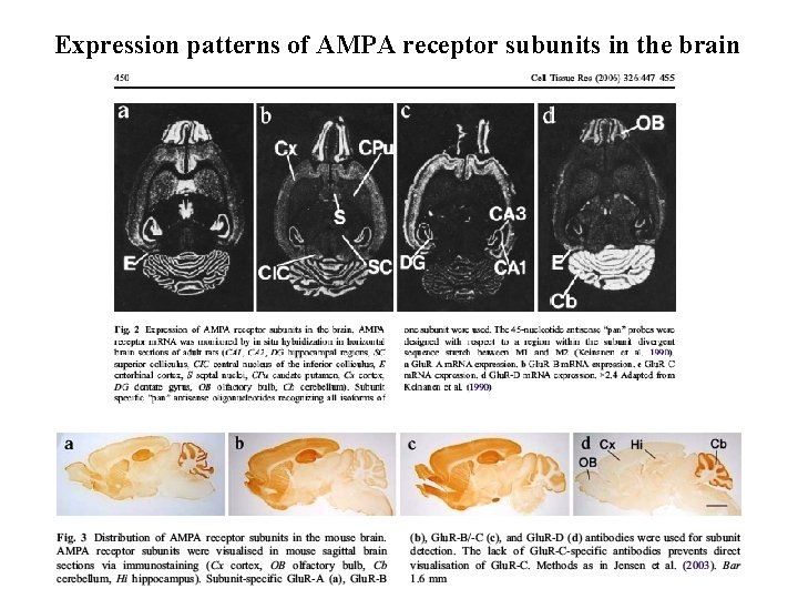 Expression patterns of AMPA receptor subunits in the brain 