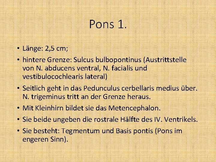 Pons 1. • Länge: 2, 5 cm; • hintere Grenze: Sulcus bulbopontinus (Austrittstelle von