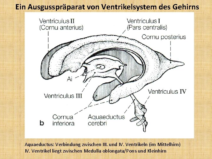 Ein Ausgusspräparat von Ventrikelsystem des Gehirns Aquaeductus: Verbindung zwischen III. und IV. Ventrikeln (im