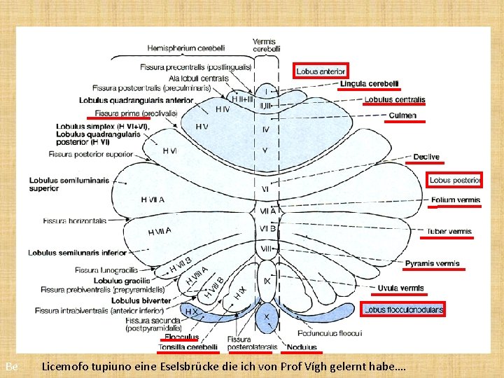 Be Licemofo tupiuno eine Eselsbrücke die ich von Prof Vígh gelernt habe…. 