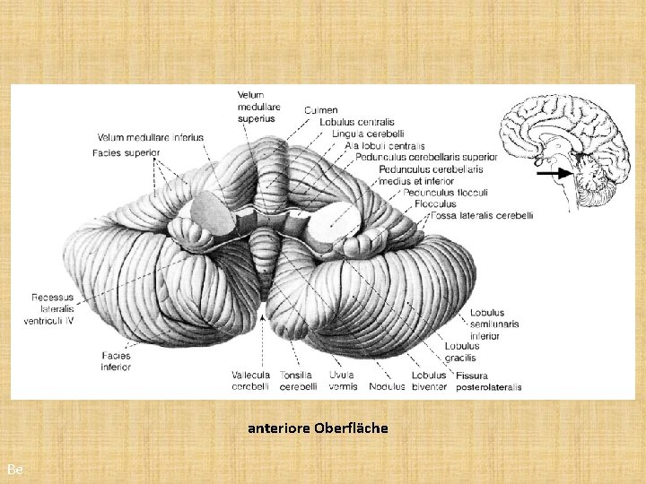 anteriore Oberfläche Be 