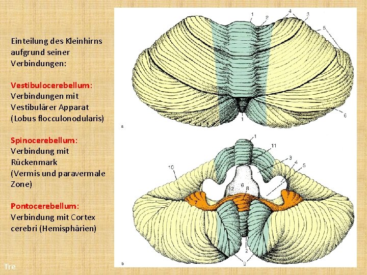 Einteilung des Kleinhirns aufgrund seiner Verbindungen: Vestibulocerebellum: Verbindungen mit Vestibulärer Apparat (Lobus flocculonodularis) Spinocerebellum: