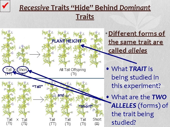  Recessive Traits “Hide” Behind Dominant Traits PLANT HEIGHT • Different forms of the