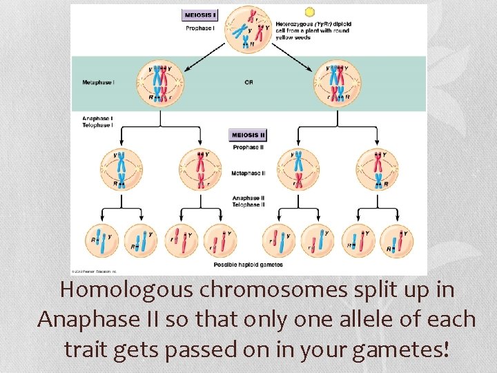 Homologous chromosomes split up in Anaphase II so that only one allele of each