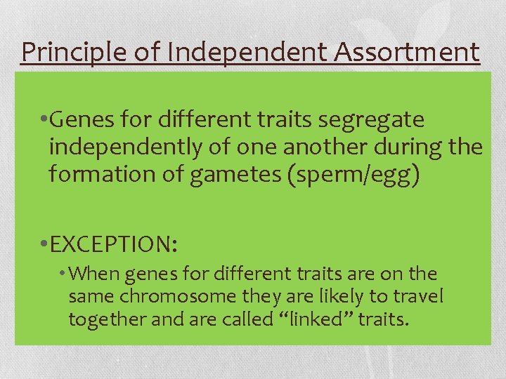 Principle of Independent Assortment • Genes for different traits segregate independently of one another