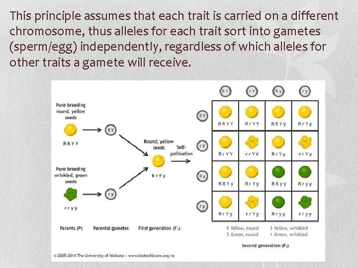 This principle assumes that each trait is carried on a different chromosome, thus alleles