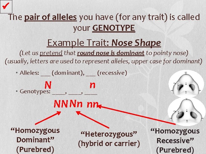  The pair of alleles you have (for any trait) is called your GENOTYPE