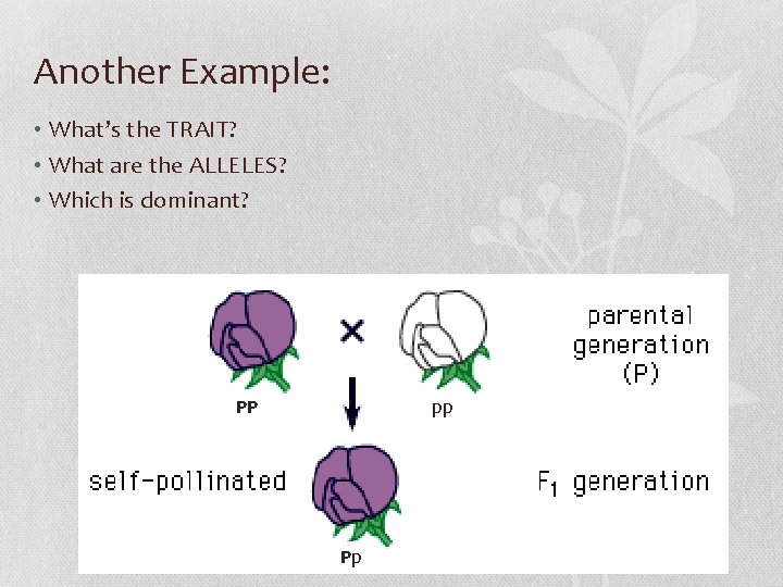 Another Example: • What’s the TRAIT? • What are the ALLELES? • Which is