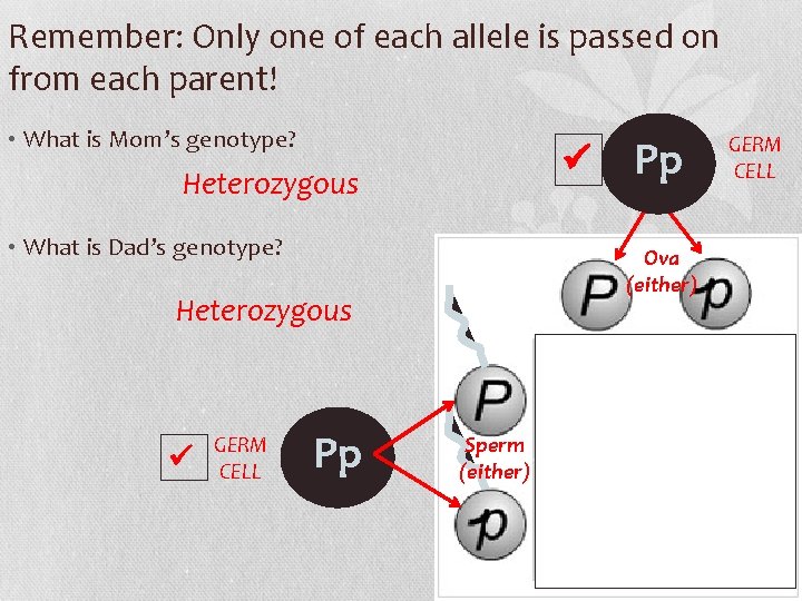 Remember: Only one of each allele is passed on from each parent! • What