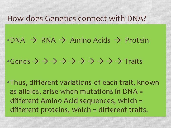 How does Genetics connect with DNA? • DNA RNA Amino Acids Protein • Genes