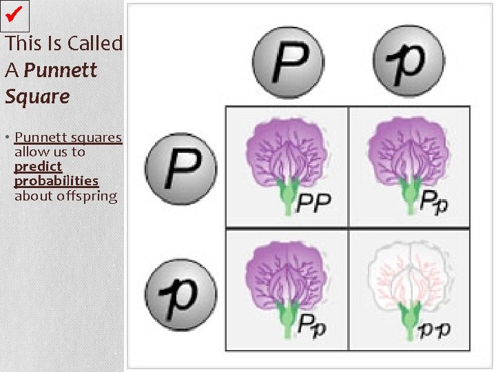  This Is Called A Punnett Square • Punnett squares allow us to predict