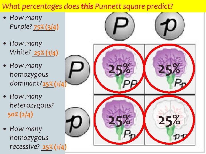 What percentages does this Punnett square predict? • How many 75% (3/4) Purple? ______