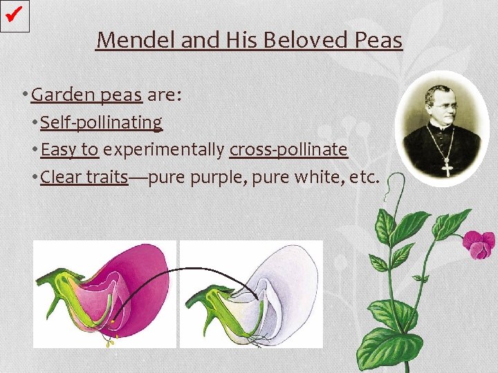  Mendel and His Beloved Peas • Garden peas are: • Self-pollinating • Easy