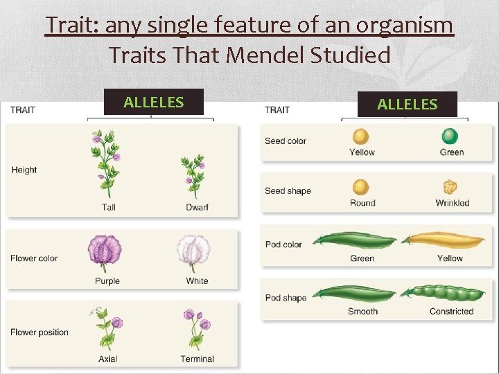 Trait: any single feature of an organism Traits That Mendel Studied ALLELES 