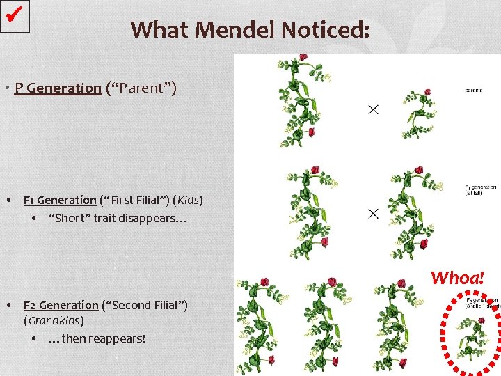  What Mendel Noticed: • P Generation (“Parent”) • F 1 Generation (“First Filial”)