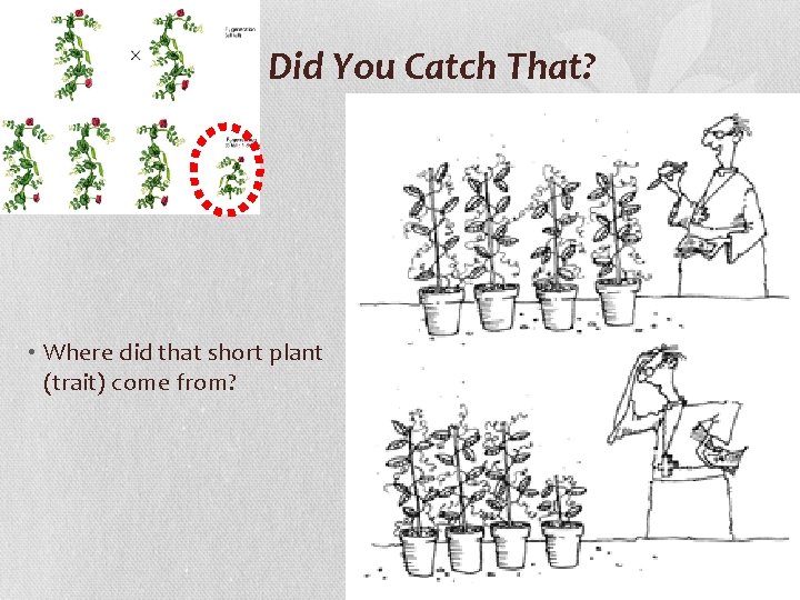 Did You Catch That? • Where did that short plant (trait) come from? 