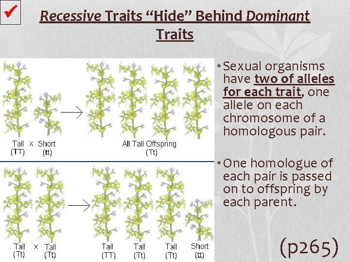  Recessive Traits “Hide” Behind Dominant Traits • Sexual organisms have two of alleles