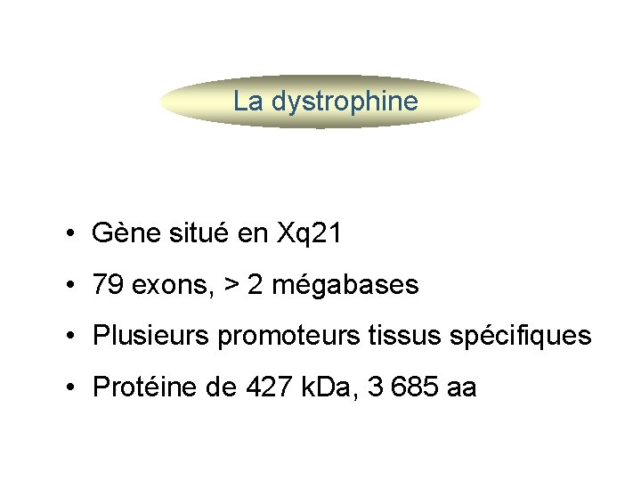  La dystrophine • Gène situé en Xq 21 • 79 exons, > 2