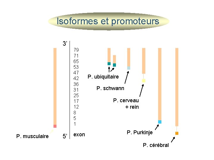 Isoformes et promoteurs 3’ 79 71 65 53 47 42 36 31 25 17