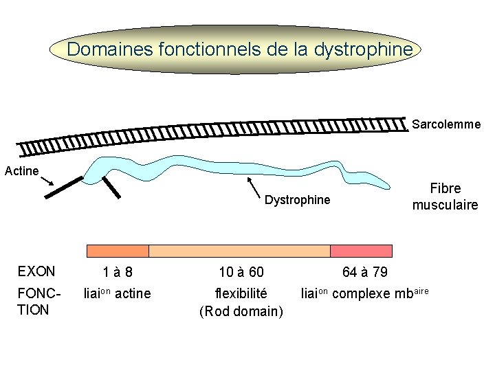 Domaines fonctionnels de la dystrophine Sarcolemme Actine Fibre musculaire Dystrophine EXON 1 à 8