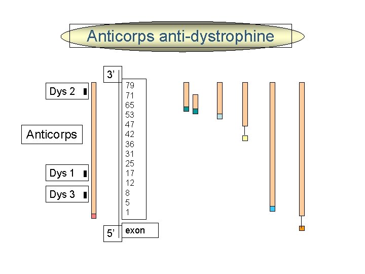 Anticorps anti-dystrophine 3’ 79 71 65 53 47 42 36 31 25 17 12