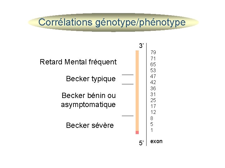 Corrélations génotype/phénotype 3’ 79 71 65 53 47 42 36 31 25 17 12