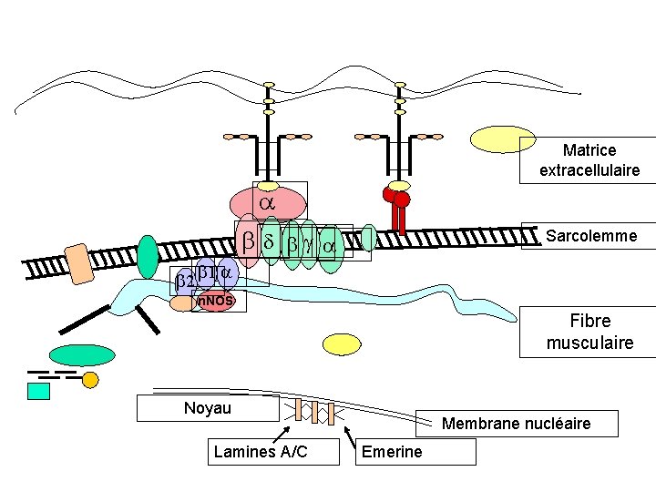 Matrice extracellulaire Sarcolemme 2 1 n. NOS Fibre musculaire Noyau Lamines A/C Membrane nucléaire