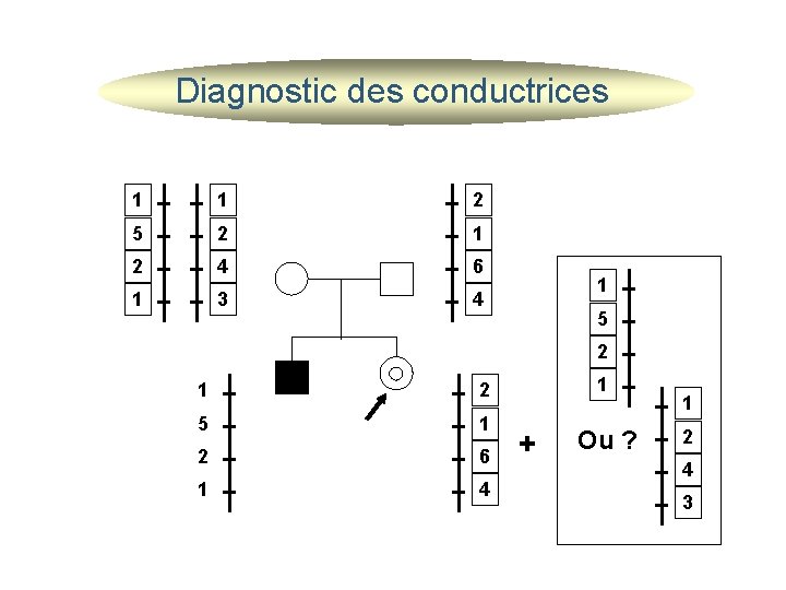 Diagnostic des conductrices 1 1 2 5 2 1 2 4 6 1 3