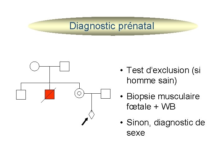 Diagnostic prénatal • Test d’exclusion (si homme sain) • Biopsie musculaire fœtale + WB