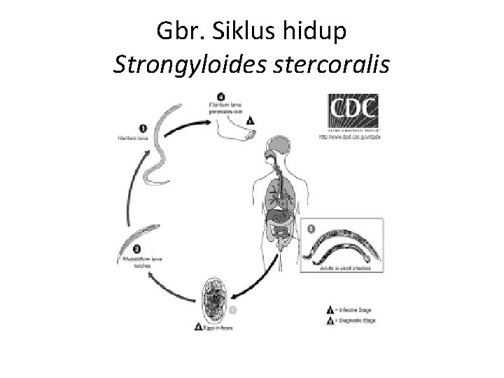 Gbr. Siklus hidup Strongyloides stercoralis 