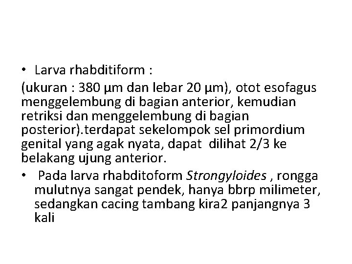  • Larva rhabditiform : (ukuran : 380 µm dan lebar 20 µm), otot