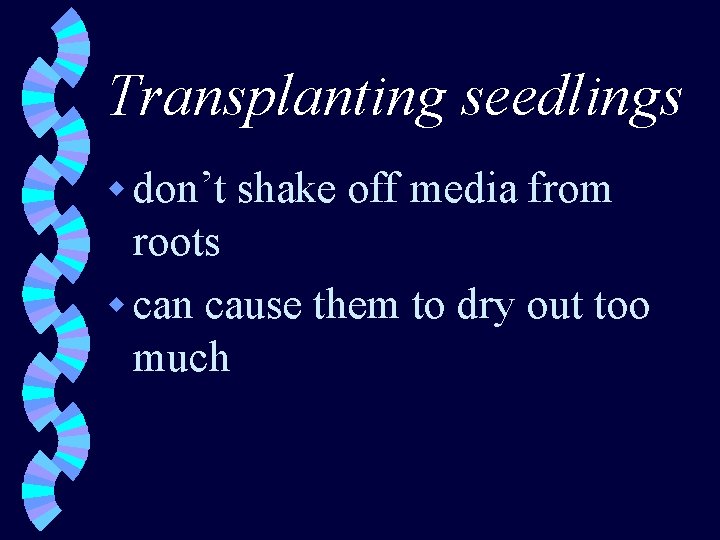 Transplanting seedlings w don’t shake off media from roots w can cause them to