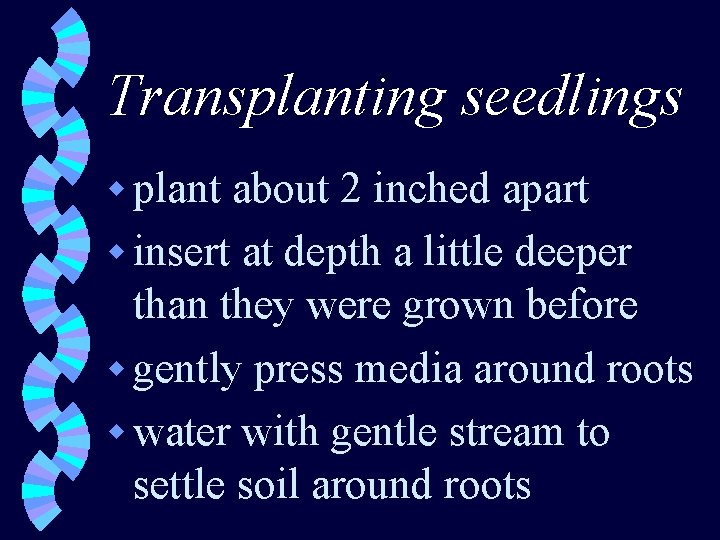 Transplanting seedlings w plant about 2 inched apart w insert at depth a little