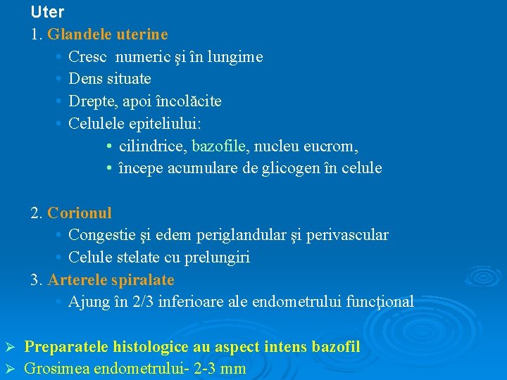 Uter 1. Glandele uterine • Cresc numeric şi în lungime • Dens situate •