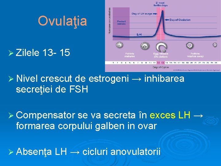 Ovulaţia Ø Zilele 13 - 15 Ø Nivel crescut de estrogeni → inhibarea secreţiei