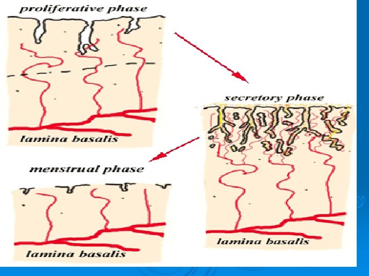 Phases of endometrium 