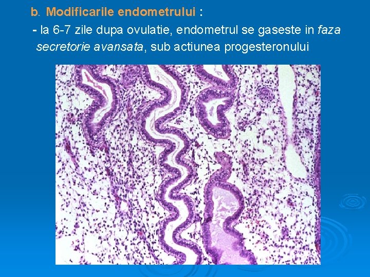 b. Modificarile endometrului : - la 6 -7 zile dupa ovulatie, endometrul se gaseste