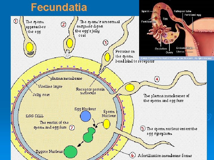 Fecundatia 
