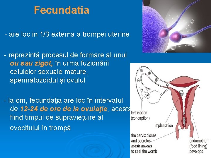 Fecundatia - are loc in 1/3 externa a trompei uterine - reprezintă procesul de