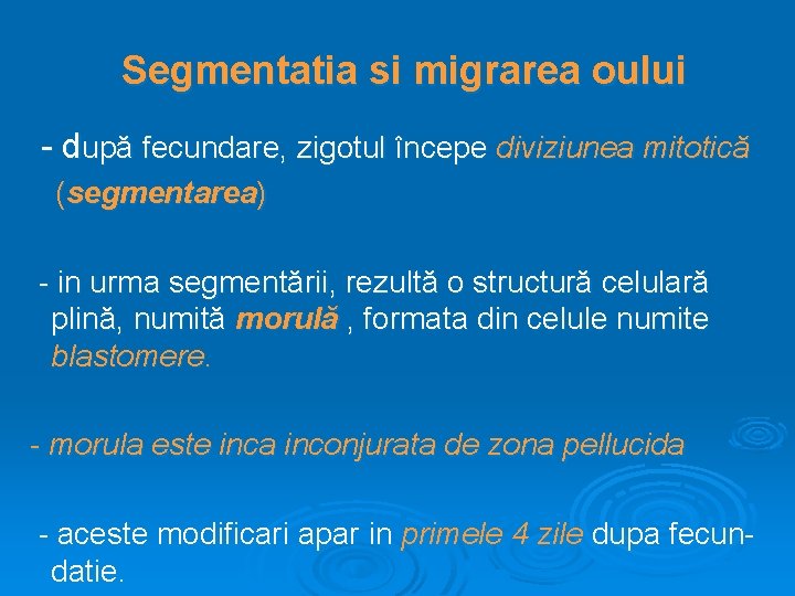 Segmentatia si migrarea oului - după fecundare, zigotul începe diviziunea mitotică (segmentarea) - in