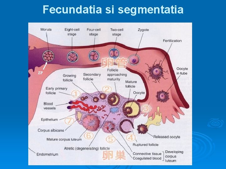 Fecundatia si segmentatia ZP 