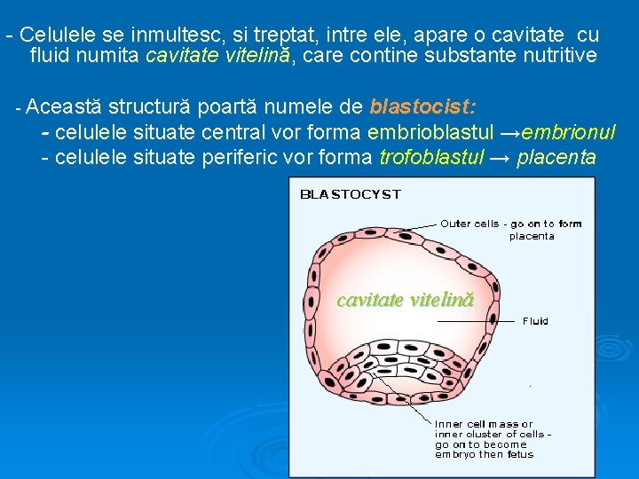 - Celulele se inmultesc, si treptat, intre ele, apare o cavitate cu fluid numita