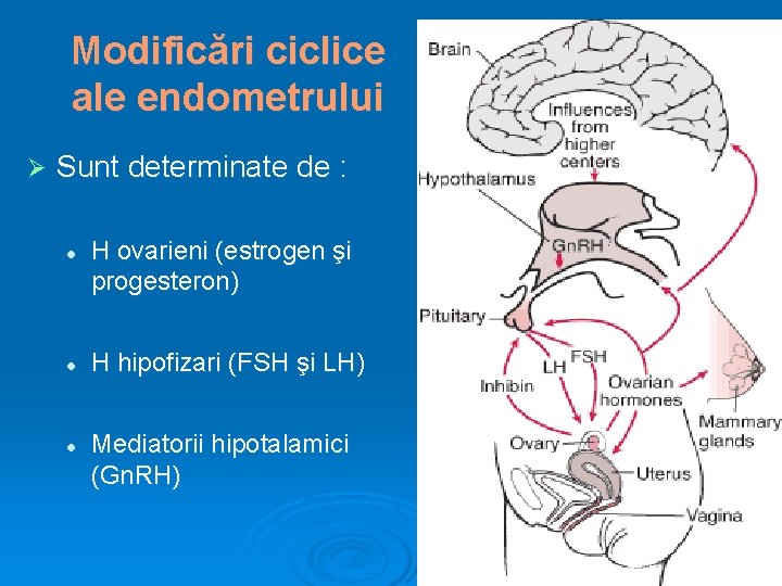 Modificări ciclice ale endometrului Ø Sunt determinate de : l l l H ovarieni
