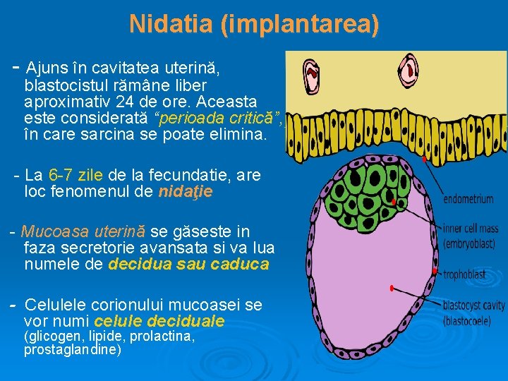 Nidatia (implantarea) - Ajuns în cavitatea uterină, blastocistul rămâne liber aproximativ 24 de ore.