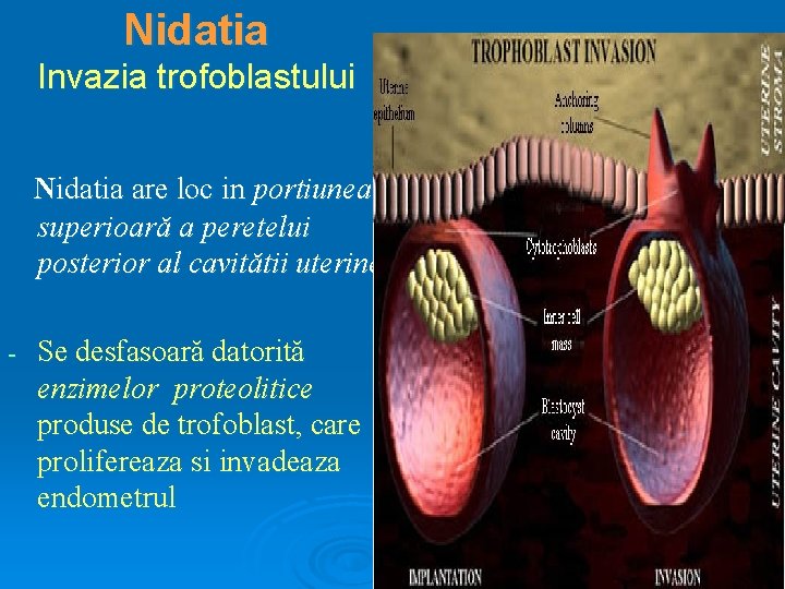 Nidatia Invazia trofoblastului Nidatia are loc in portiunea superioară a peretelui posterior al cavitătii